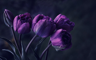 фиолетовые, тюльпаны, цветы