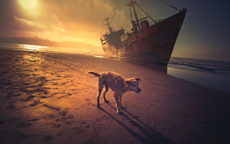 собака, корабль, море, закат