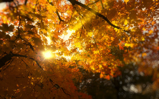 листва, листья, желтые, солнце, ветки, деревья, осень